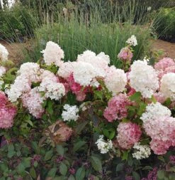 Rispenhortensie `Vanille-Fraise´ Hydrangea Paniculata `Vanille Fraise´ -BaumReich Geschaft Vanille Fraise22