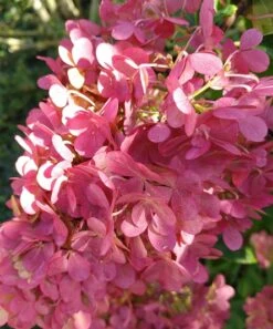 Rispenhortensie `Vanille-Fraise´ Hydrangea Paniculata `Vanille Fraise´ -BaumReich Geschaft Vanille fraise August