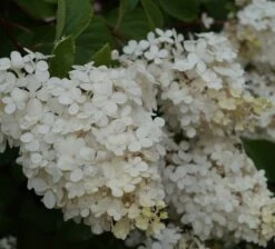 Rispenhortensie `Vanille-Fraise´ Hydrangea Paniculata `Vanille Fraise´ -BaumReich Geschaft Vanille fraise Juli