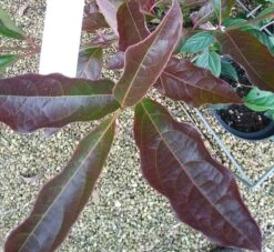 Amerikanischer Schneeball `Brandywine´ Viburnum Nudum `Brandywine´ -BaumReich Geschaft Viburnum Brandywine Herbstf rbung