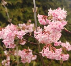 Duftender Winterschneeball `Dawn´ Viburnum Bodnantense `Dawn´ -BaumReich Geschaft Viburnum Dawn2