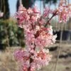 Duftender Winterschneeball `Dawn´ Viburnum Bodnantense `Dawn´ -BaumReich Geschaft Viburnum Dawn9