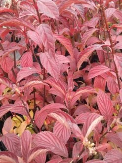 Duftender Winterschneeball `Dawn´ Viburnum Bodnantense `Dawn´ -BaumReich Geschaft Viburnum bodnantense dawn herbstf rbung