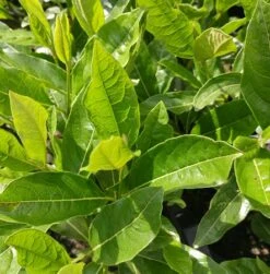 Amerikanischer Schneeball `Brandywine´ Viburnum Nudum `Brandywine´ -BaumReich Geschaft Viburnum nudum 2