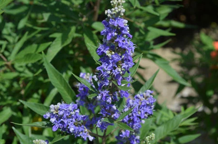 Zwerg-Mönchspfeffer `Blue Puffball´ ® Vitex Agnus-castus 4 Zwerg-Mönchspfeffer `Blue Puffball´ ® Vitex Agnus-castus – Bild 2