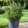 Zwerg-Mönchspfeffer `Blue Puffball´ ® Vitex Agnus-castus 1 Zwerg-Mönchspfeffer `Blue Puffball´ ® Vitex Agnus-castus -BaumReich Geschaft Vitex BluePuffball 6
