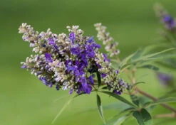 Zwerg-Mönchspfeffer `Blue Puffball´ ® Vitex Agnus-castus 7 Zwerg-Mönchspfeffer `Blue Puffball´ ® Vitex Agnus-castus -BaumReich Geschaft Vitex BluePuffball 7