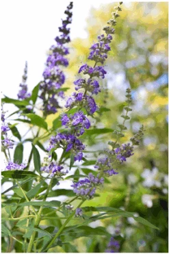 Mönchspfeffer Vitex Agnus Castus -BaumReich Geschaft Vitex M nchspfeffer