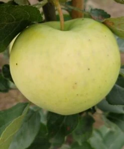 Weißer Klarapfel Malus Domestica -BaumReich Geschaft Weisser Klarapfel 1