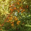 Wildaprikose Prunus Armeniaca -BaumReich Geschaft Wilde Marille
