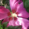 Hibiskus `Woodbridge´ Hibiscus Syriacus `Woodbridge´ -BaumReich Geschaft Woodbridge