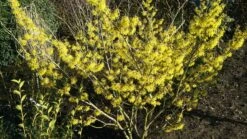 Zaubernuss `Arnold Promise´ Hamamelis X Intermedia `Arnold Promise´ -BaumReich Geschaft Zaubernuss