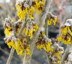 Zaubernuss `Arnold Promise´ Hamamelis X Intermedia `Arnold Promise´ -BaumReich Geschaft Zaubernuss 4