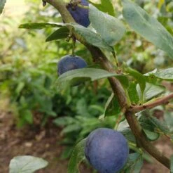Zibarte Voraussichtlich Ab Juni/Juli Wieder Verfügbar -BaumReich Geschaft Zibarte 2