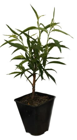 Zierpfirsich `Taoflora ® White´ (mit Essbaren Früchten) Prunus Persica `Taoflora ® White´ -BaumReich Geschaft Zierpfirisch Taoflora white