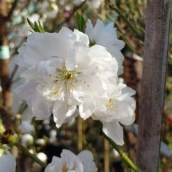 Zierpfirsich `Taoflora ® White´ (mit Essbaren Früchten) Prunus Persica `Taoflora ® White´
