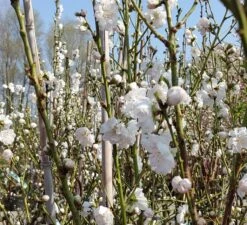 Zierpfirsich `Taoflora ® White´ (mit Essbaren Früchten) Prunus Persica `Taoflora ® White´ -BaumReich Geschaft Zierpfirsich weiss4