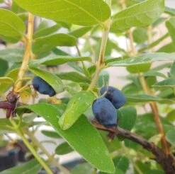 Sibirische Blaubeere / Honigbeere `Zojka Lonicera Kamtschatica `Zojka´ -BaumReich Geschaft Zojka sibirische Blaubeere