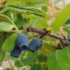 Sibirische Blaubeere / Honigbeere `Zojka Lonicera Kamtschatica `Zojka´ -BaumReich Geschaft Zojka sibirische Blaubeere1