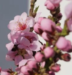 Zwergnektarine `Rubis® Necta ZeeⓈ´ Prunus Nucipersica 9 Zwergnektarine `Rubis® Necta ZeeⓈ´ Prunus Nucipersica -BaumReich Geschaft Zwerg nektarine bl te