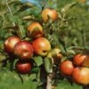 Zwergapfel Delgrina (R) Malus Domestica `Delgrina´ -BaumReich Geschaft Zwergapfel