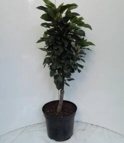 Zwergbirne Helenchen Pyrus Communis `Helenchen´ -BaumReich Geschaft Zwergbirne