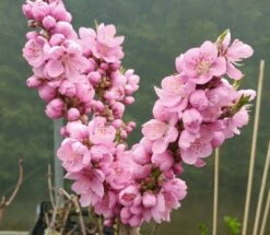 Zwergnektarine `Nectarella´ Prunus Nucipersica -BaumReich Geschaft Zwergnektarine Bl te