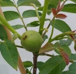 Zwerg-Walnuss Juglans Regia Var. Fertilis -BaumReich Geschaft Zwergwalnuss1