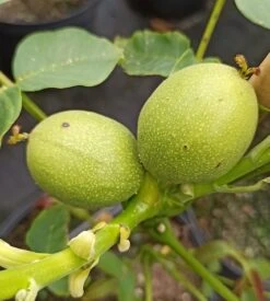 Zwerg-Walnuss Juglans Regia Var. Fertilis -BaumReich Geschaft Zwergwalnuss3