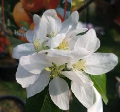 Alkmene Malus Domestica -BaumReich Geschaft almene