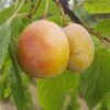 Aprimira Prunus Domestica Subsp. Syriaca `Aprimira´ -BaumReich Geschaft aprimira