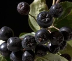 Aronia- Apfelbeere Nero Aronia Prunifolia `Nero´ -BaumReich Geschaft aronia nero 600x600