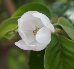 Tafelquitte Ayva® - Süßquitte, Kann Roh Verzehrt Werden Cydonia `Ayva´ 9 Tafelquitte Ayva® - Süßquitte, Kann Roh Verzehrt Werden Cydonia `Ayva´ -BaumReich Geschaft ayva bl te