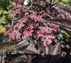 Rotblättriger Holunder `Black Beauty´ Sambucus Nigra `Black Beauty´ -BaumReich Geschaft black beauty2