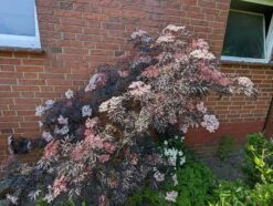 Holunder Black Lace ® Sambucus Nigra `Black Lace´ -BaumReich Geschaft black lace6
