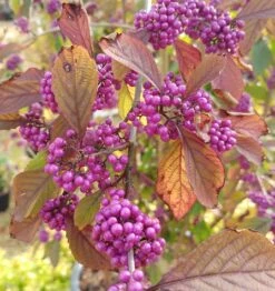 Schönfrucht, Liebesperlenstrauch Callicarpa Bodinieri `Profusion´ -BaumReich Geschaft callicarpa