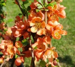 Nordische Zitrone, Zierquitte `Cido´ Chaenomeles Japonica `Cido´ -BaumReich Geschaft cido 1