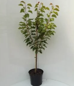 Kompakt Wachsende Aprikose `CompactaⓇ´ Prunus Armeniaca `Compacta´ -BaumReich Geschaft compacta