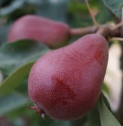 Säulenbirne `Decora´ Pyrus Communis `Decora´ -BaumReich Geschaft decora1 1