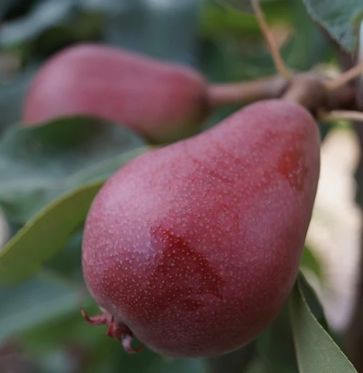 Säulenbirne `Decora´ (zweijährig) Pyrus Communis `Decora´ 4 Säulenbirne `Decora´ (zweijährig) Pyrus Communis `Decora´ – Bild 2