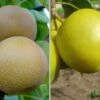 Duo-Nashibaum, Nijiseiki & Kosui Pyrus Pyrifolia -BaumReich Geschaft duo nashi