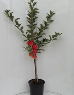 Elstar ® Malus Domestica -BaumReich Geschaft elstar bscuhbaum