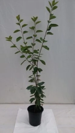 Prince William-Großfruchtige Felsenbirne Amelanchier `Prince William´ 13 Prince William-Großfruchtige Felsenbirne Amelanchier `Prince William´ -BaumReich Geschaft fELSENBIRNE 600x600