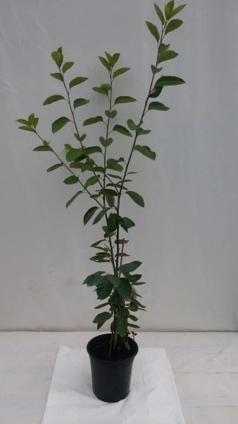 Prince William-Großfruchtige Felsenbirne Amelanchier `Prince William´ 8 Prince William-Großfruchtige Felsenbirne Amelanchier `Prince William´ – Bild 6