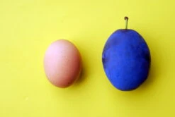 Haganta (S) Prunus Domestica `Haganta´ -BaumReich Geschaft haganta12