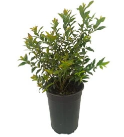 Ausgewählte Produkte -BaumReich Geschaft hortblue petite1