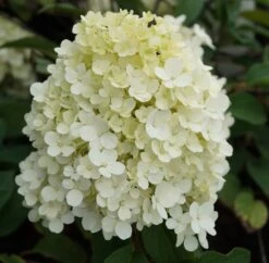 Rispenhortensie `Bobo®´ Hydrangea Paniculata `Bobo´ -BaumReich Geschaft hortensie bobo1