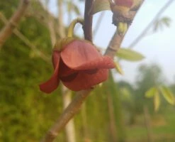 Veredelte Indianerbanane (Paw Paw) `Susquehanna ®´ Asimina Triloba `Susquehanna´ -BaumReich Geschaft indianaerbanane bl te