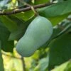 Veredelte Indianerbanane (Paw Paw) `Halvin´ Asimina Triloba `Wells´ -BaumReich Geschaft indianerban frucht 1