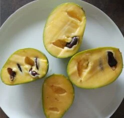 BaumReich Geschaft 5 BaumReich Geschaft -BaumReich Geschaft indianerbanane frucht aufgeschnittengmEN4ZYFNT7IC